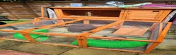 Netherland Dwarf rabbits for sale: Beautiful dwarf rabbit  - Advert 4