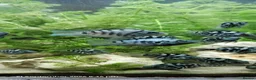 Cichlids fish for sale: Polar blue parrot chiclids  - Advert 5
