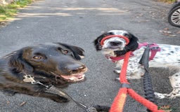 English Setter dogs for sale: 2yr. Pedigree working English setter sale/share - Image 13