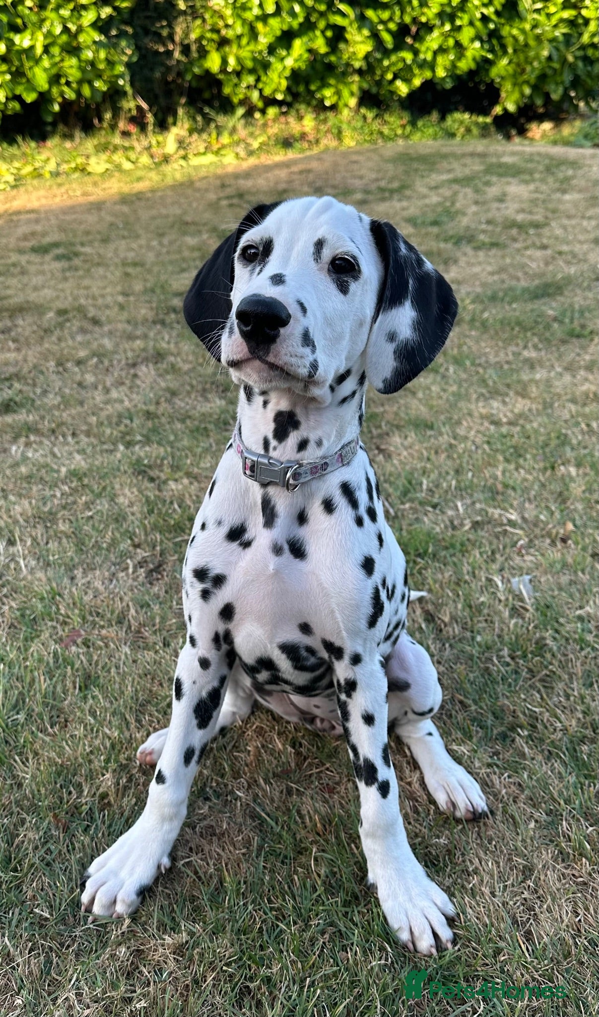 Dalmatian dogs KC reg full hearing Dalmatian Puppies  - Advert 6