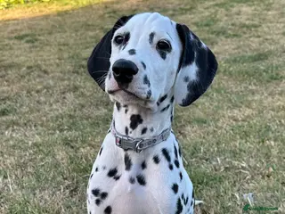 Dalmatian dogs KC reg full hearing Dalmatian Puppies - Advert 1