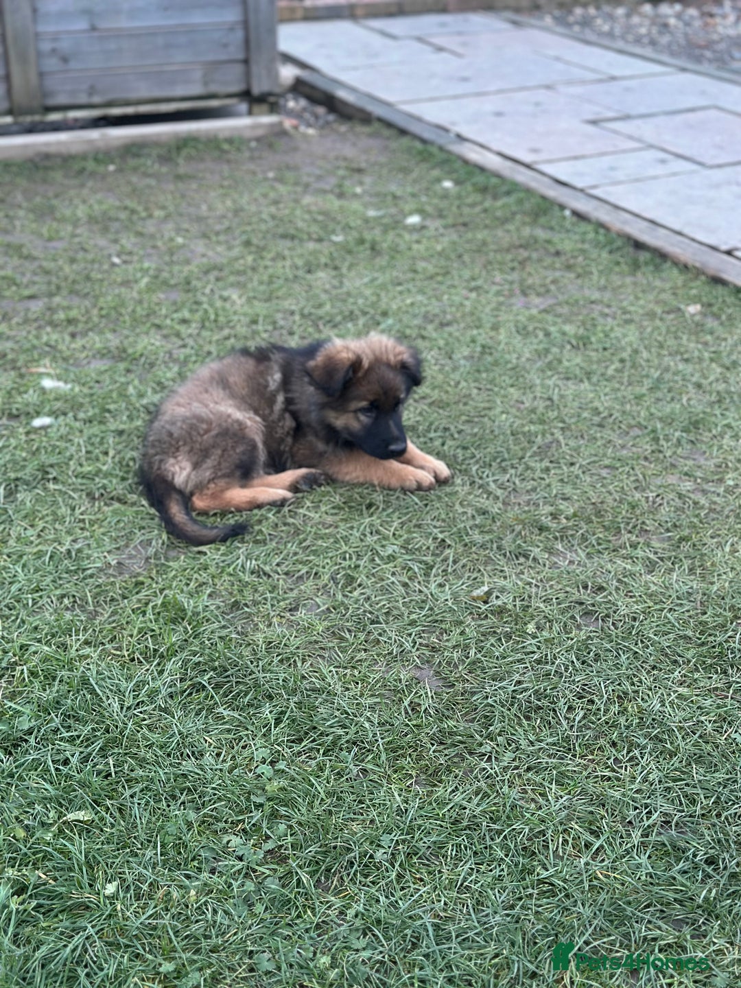 German Shepherd dogs for sale: Beautiful Litter of German Shepherd Puppies - Advert 35