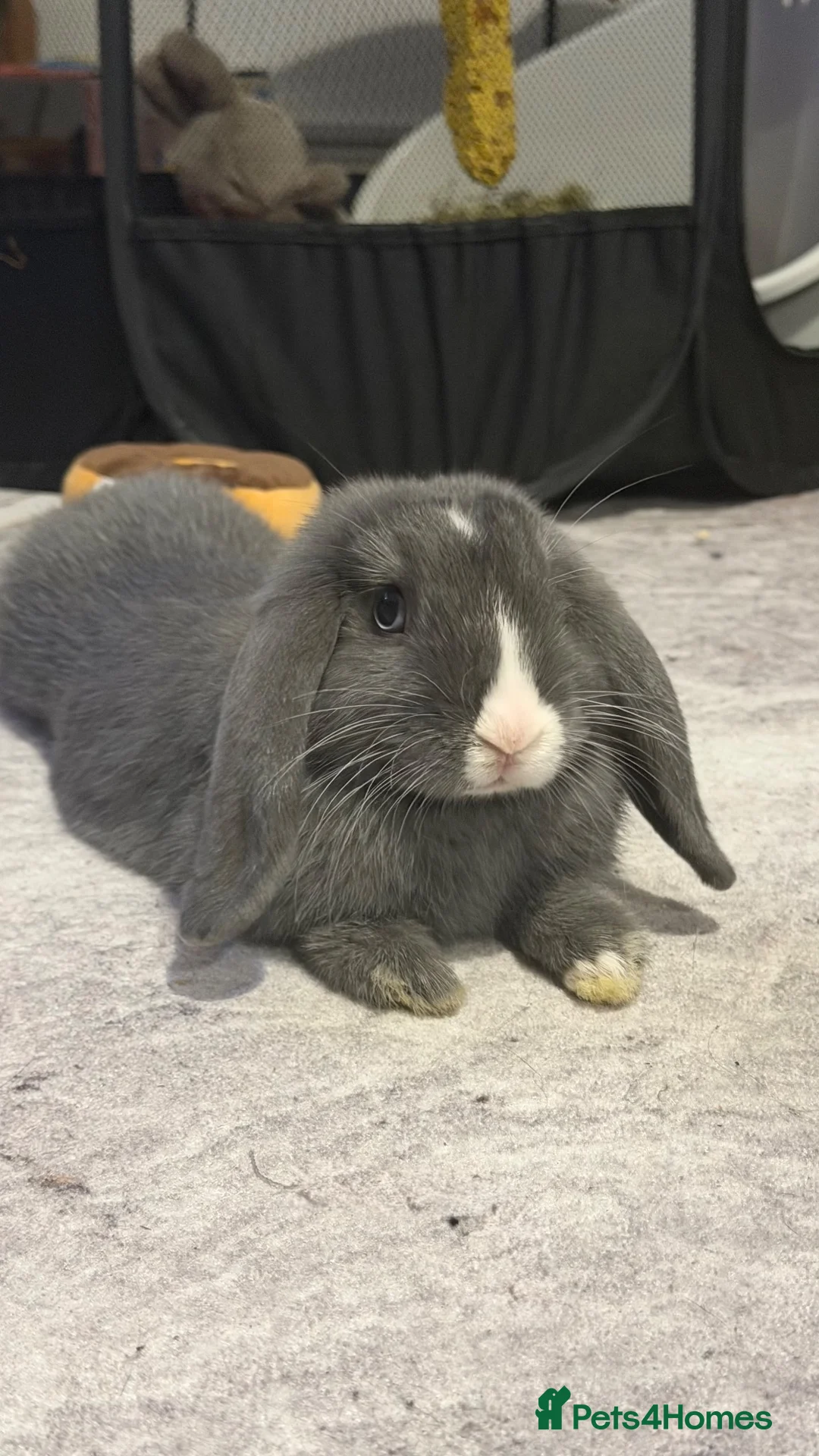 Mini Lop rabbits for sale: Mini lop bunny  in Bournemouth - Advert 2