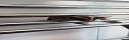 Sugar Glider rodents for sale: 4 male sugar gliders - Advert 8
