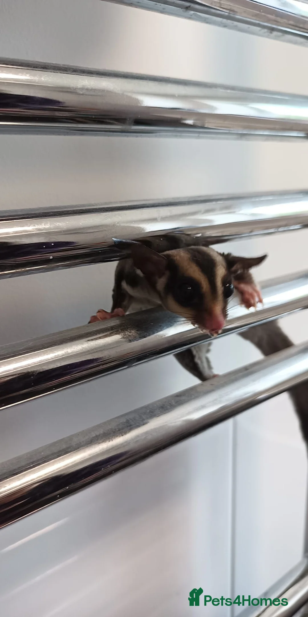 Sugar Glider rodents for sale: 4 male sugar gliders - Advert 8