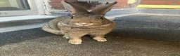 Mixed Breed rabbits for sale: Experienced Home for Bonded Rabbits - Advert 2