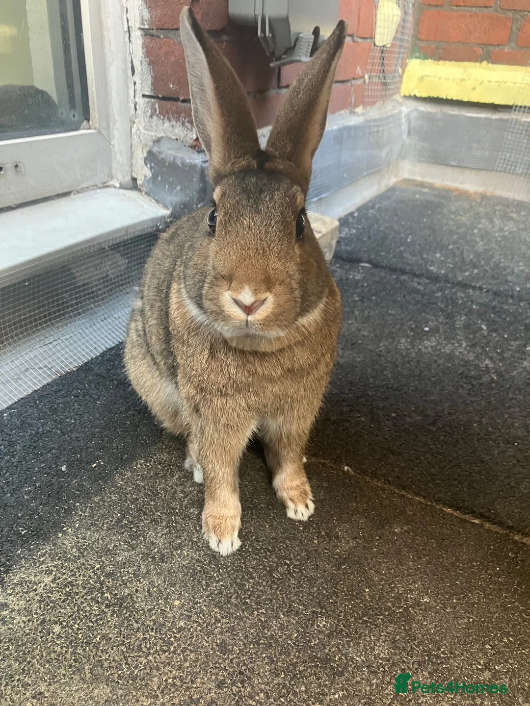 Mixed Breed rabbits for sale: Experienced Home for Bonded Rabbits - Advert 2