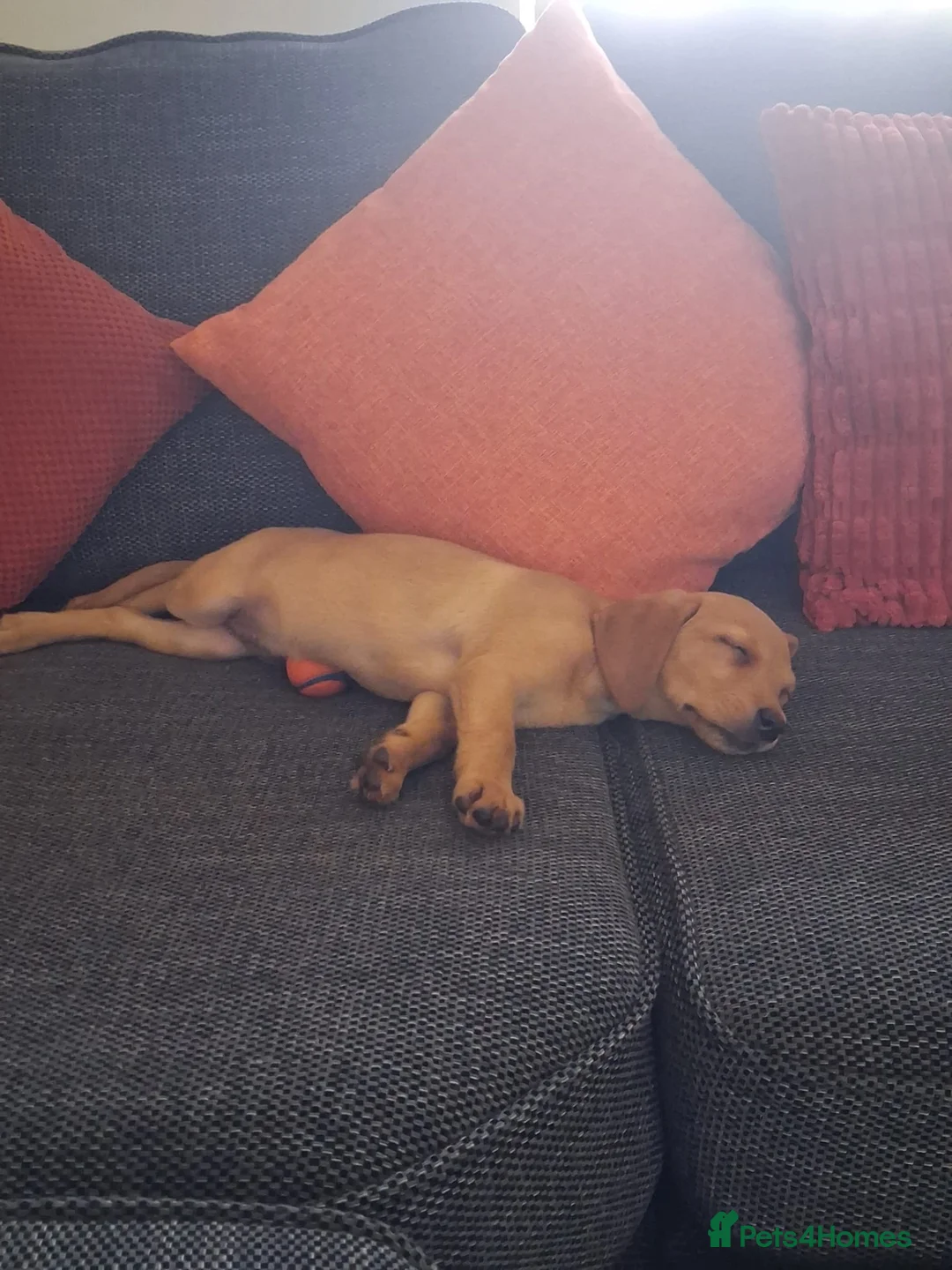 Labrador Retriever dogs for sale: Trained Labrador for sale  - Advert 2