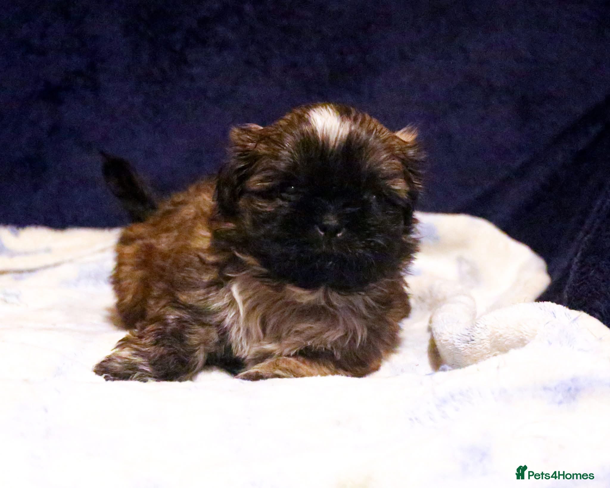 Shih Tzu dogs Outstanding Shih Tzu boys  - Advert 1