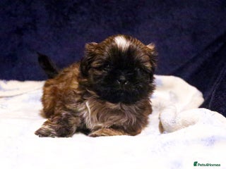 Shih Tzu dogs Outstanding Shih Tzu boys - Advert 1
