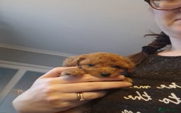 Cavapoochon dogs for sale: Cavapoochon puppies available  - Image 12