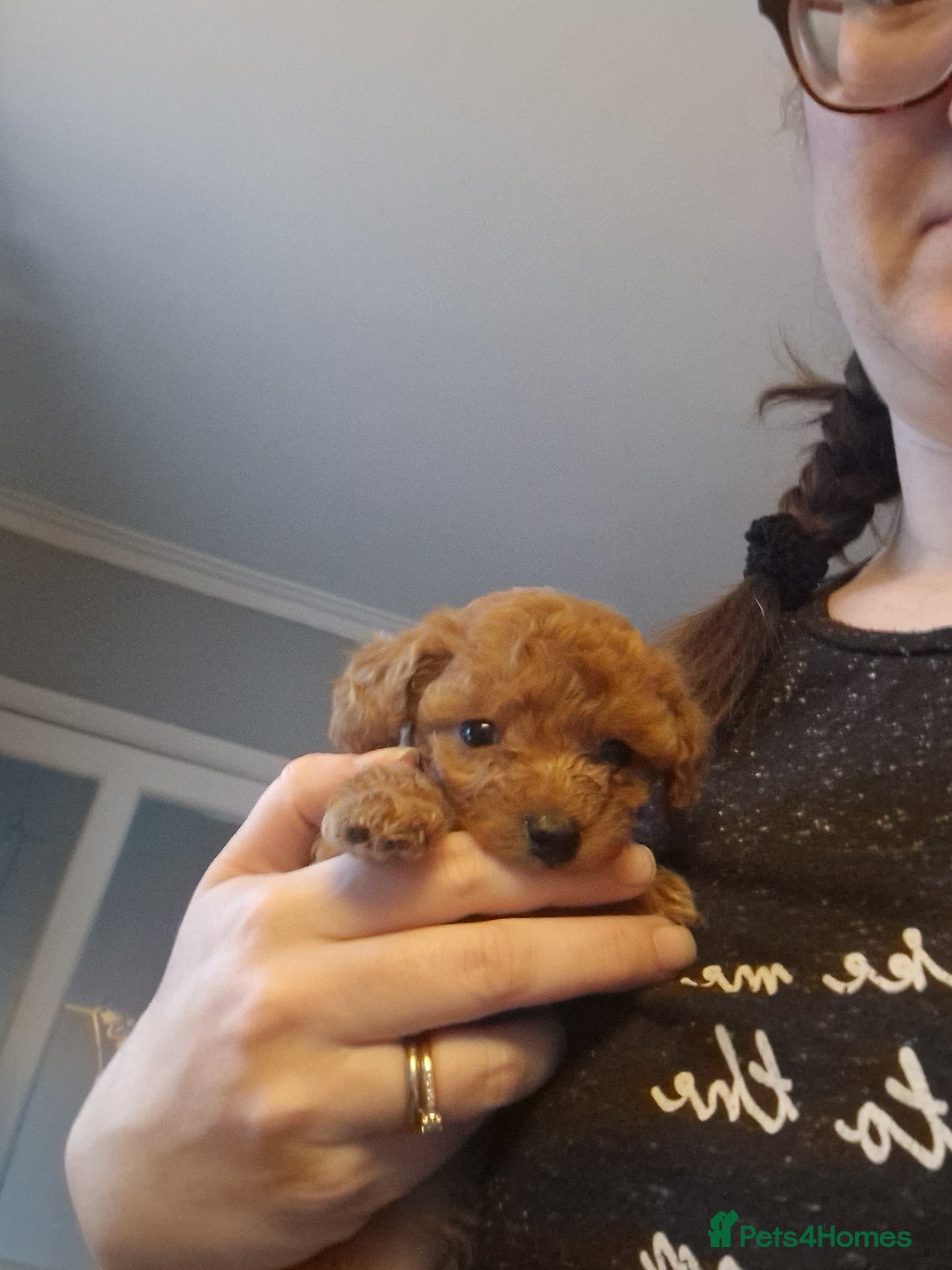 Cavapoochon dogs for sale: Cavapoochon puppies available  - Image 12