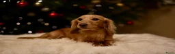 Miniature Dachshund dogs for sale: Beautiful cream mini longs, IVDD Screened parents  - Advert 14