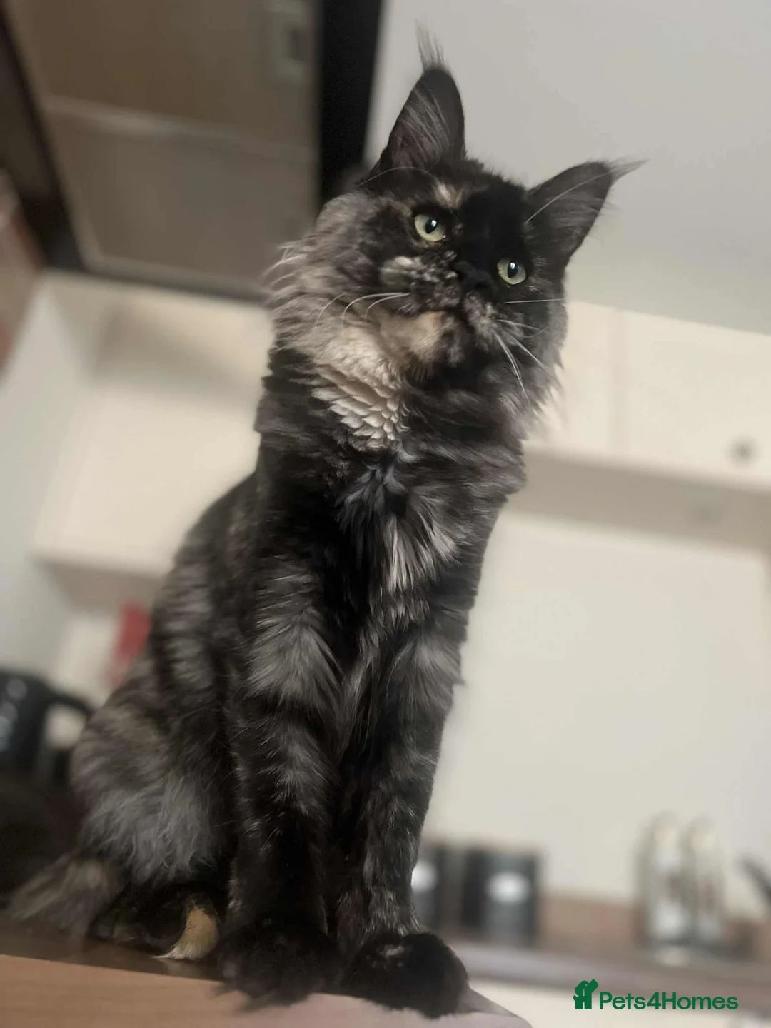 Maine Coon cats for adoption: Two Beautiful 1 year old Neutered Mainecoons  - Advert 6