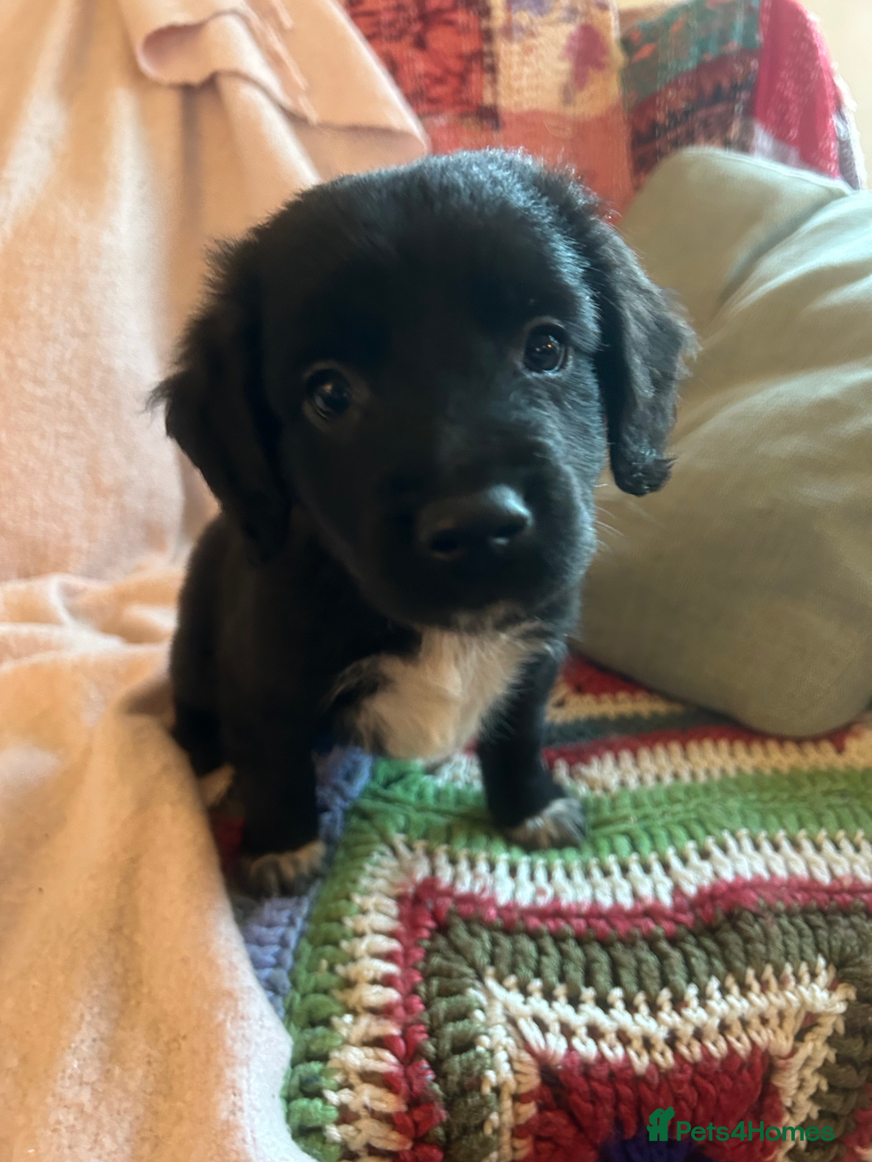 Mixed Breed dogs GORGEOUS COCKER SPANIEL/BORDER COLLIE PUPS - Advert 14
