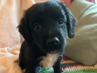 Mixed Breed dogs GORGEOUS COCKER SPANIEL/BORDER COLLIE PUPS - Advert 14