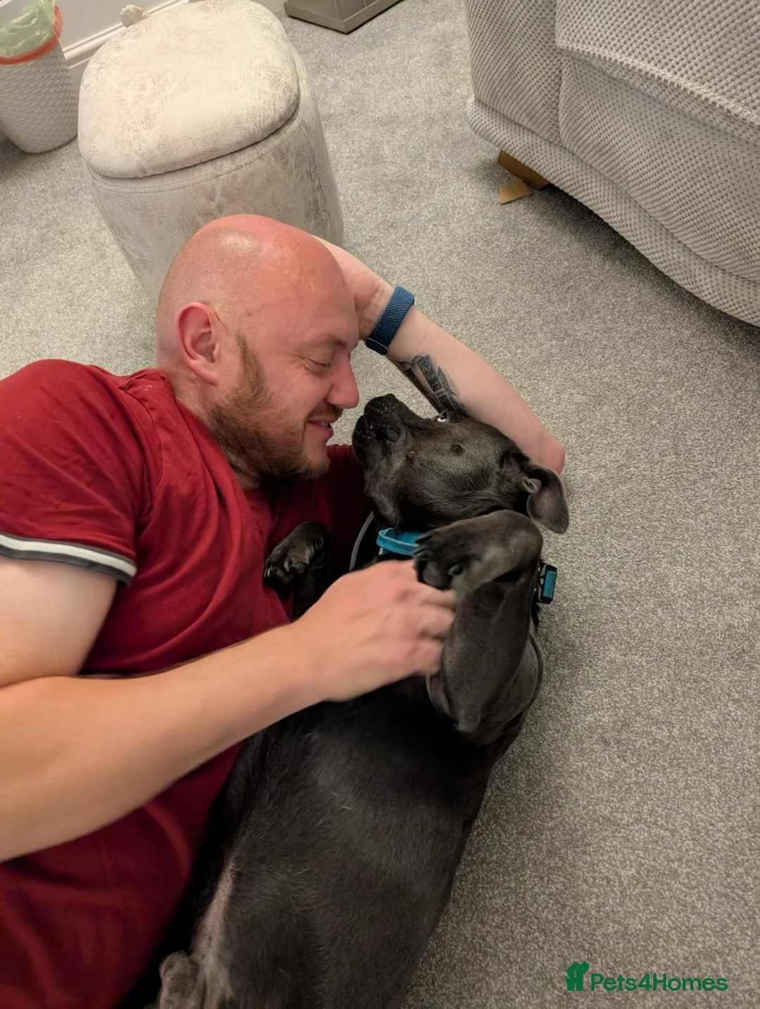 Staffordshire Bull Terrier dogs for stud: Blue Staffordshire bull terrier. Unproven in Skelmersdale - Advert 12