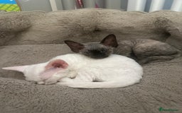 Devon Rex cats for sale: Two Adorable Devon Rex Kittens 💙🩷 - Image 23