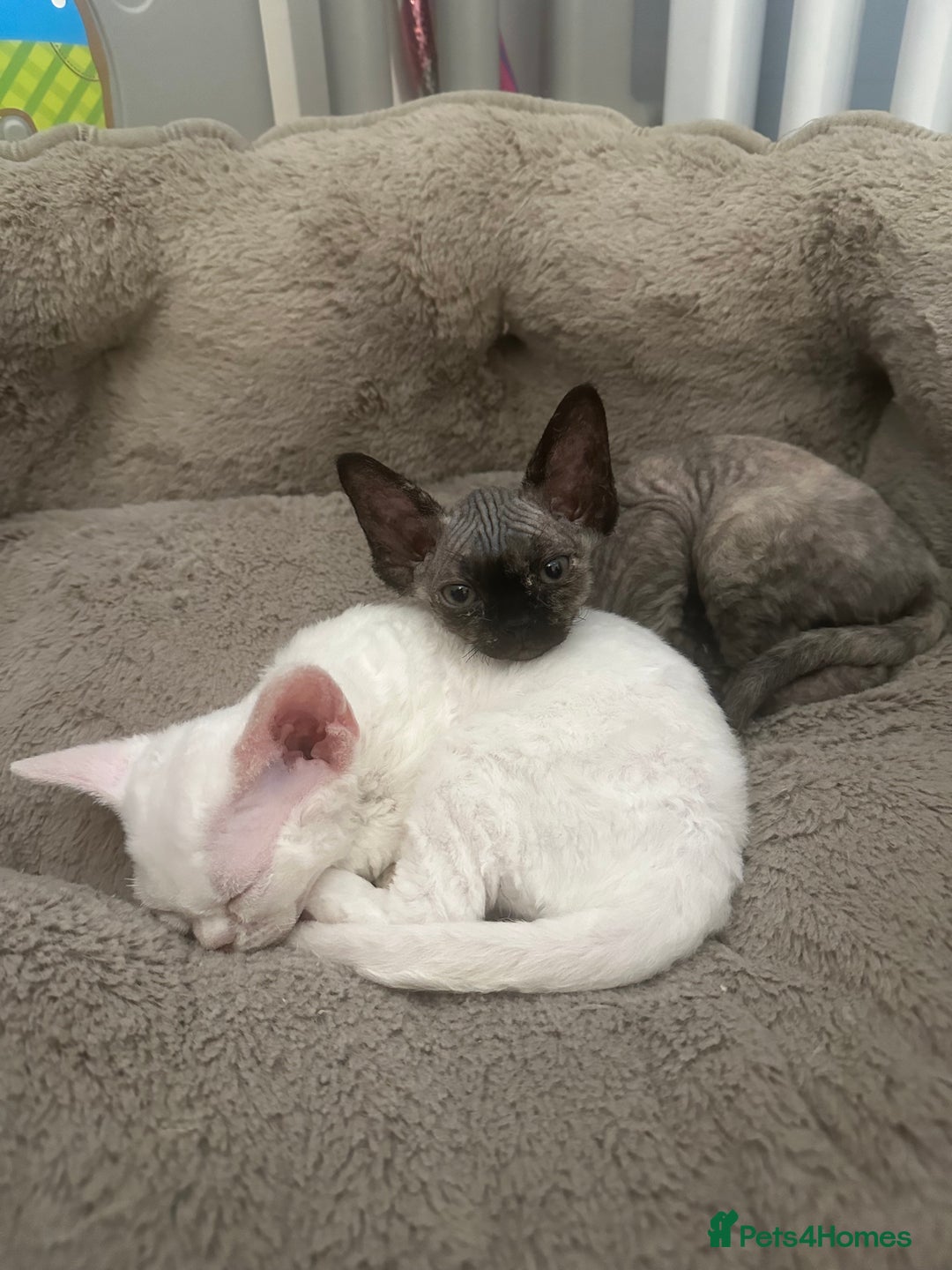 Devon Rex cats for sale: Two Adorable Devon Rex Kittens 💙🩷 - Image 23