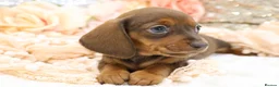 Dachshund dogs for sale: KC Miniature Dachshund Puppies - Advert 2