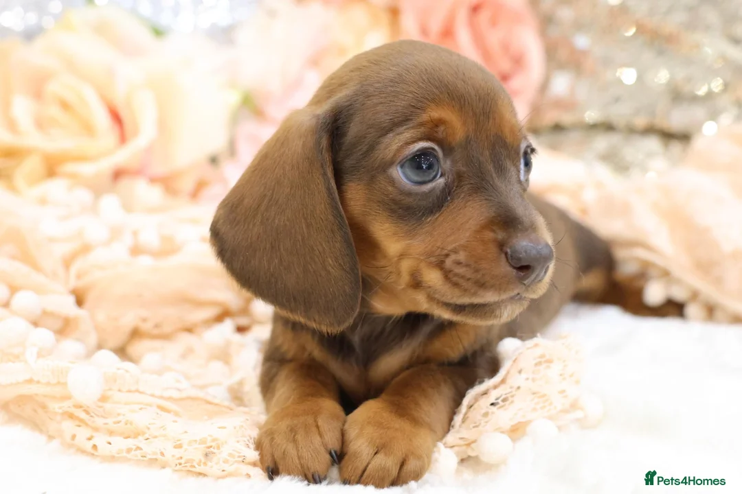 Dachshund dogs for sale: KC Miniature Dachshund Puppies - Advert 2