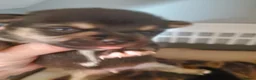 Pomchi dogs for sale: Bruce  - Advert 17