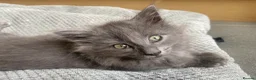 British Longhair cats for sale: Beautiful British Long-Haired Boy Ready Now! - Advert 9