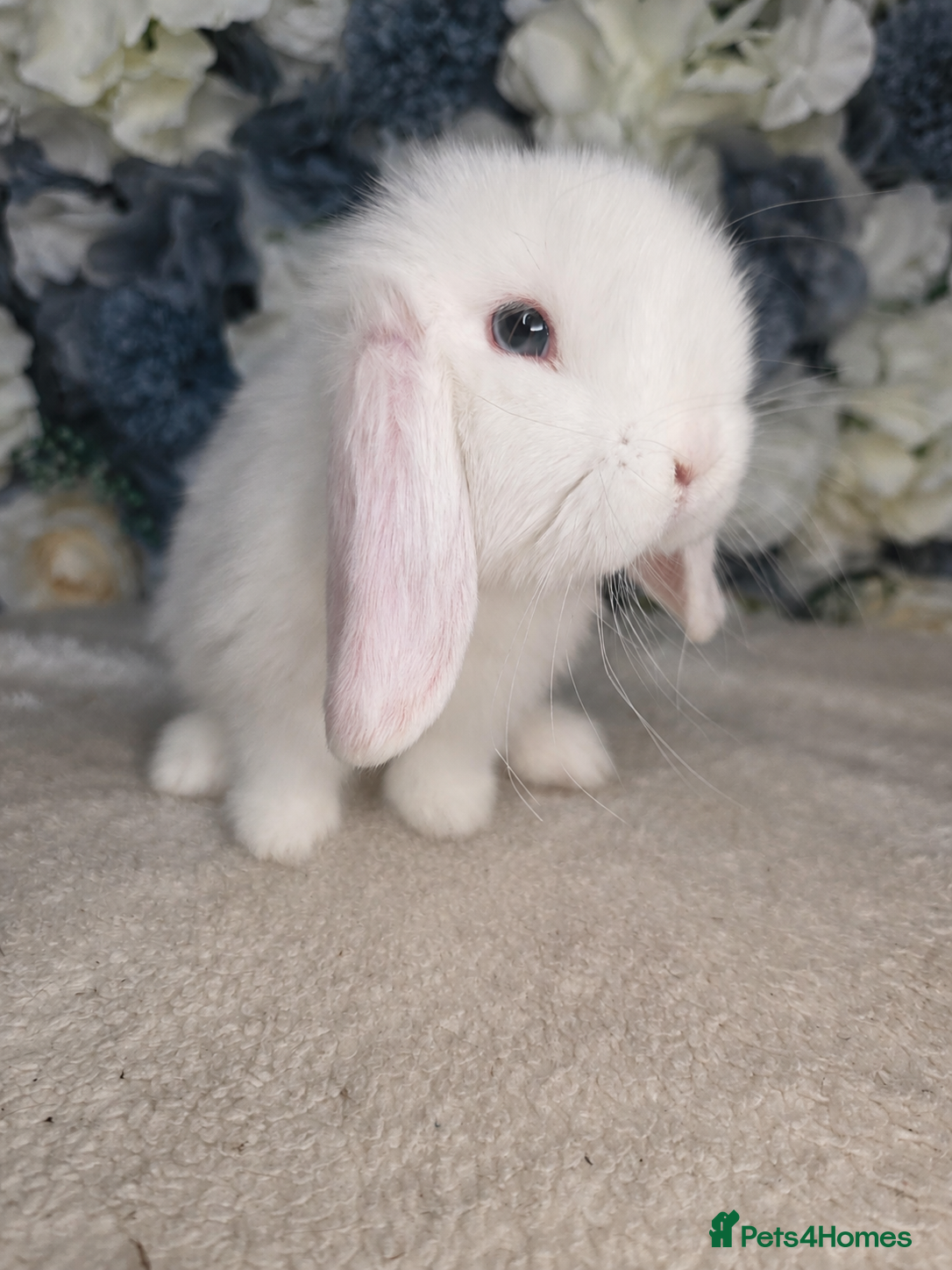 Mini Lop rabbits Re-available ready to leave now mini lop buck 🖤 - Advert 1