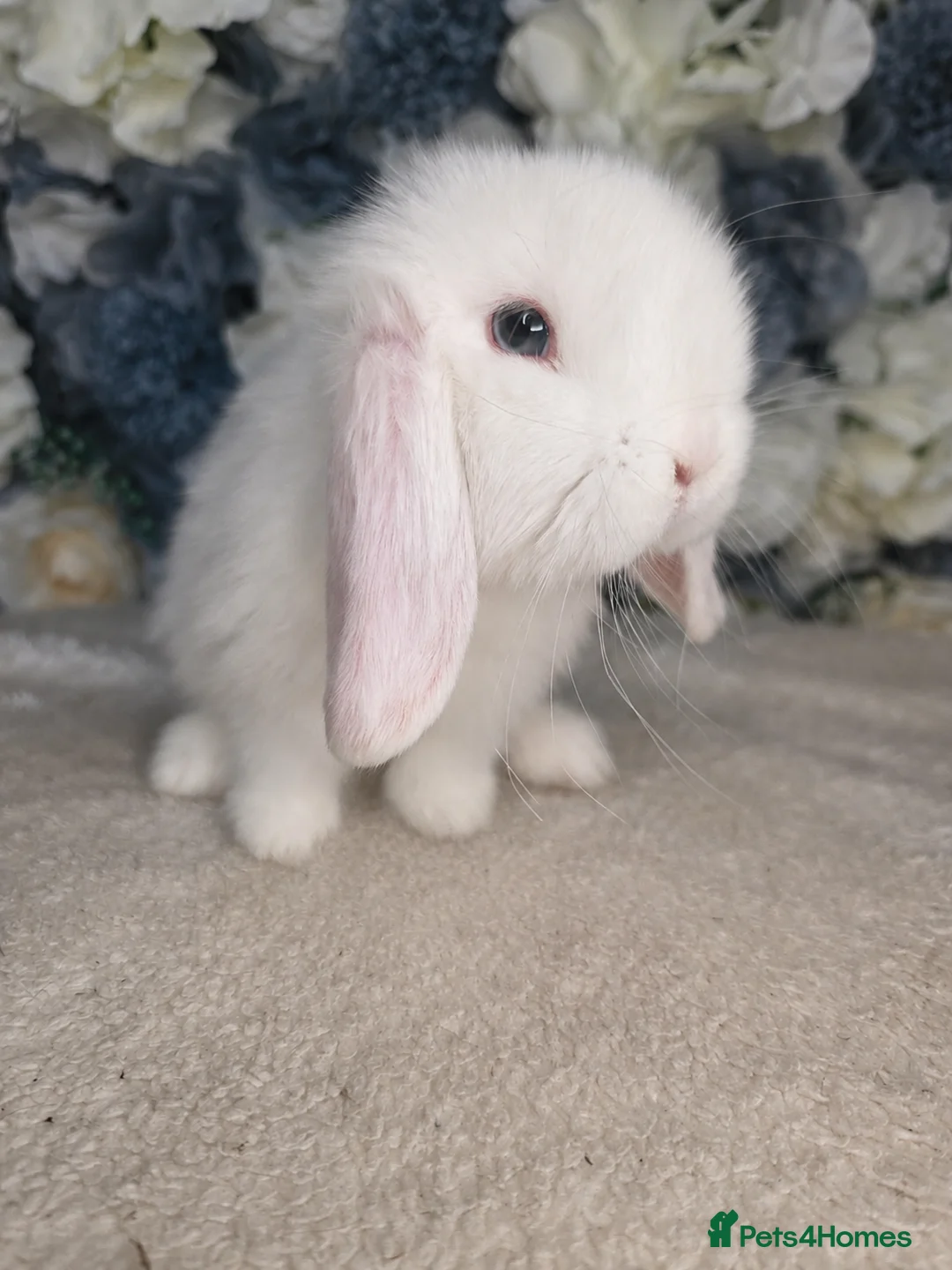 Mini Lop rabbits for sale: Re-available ready to leave now mini lop buck 🖤 - Advert 1