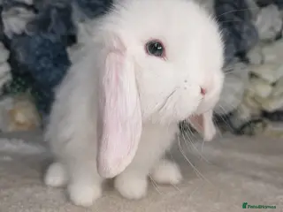 Mini Lop rabbits for sale: Re-available ready to leave now mini lop buck 🖤 - Advert 2