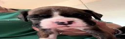 Boxer dogs for sale: Gorgeous K.C boxer pups for sale - Advert 15