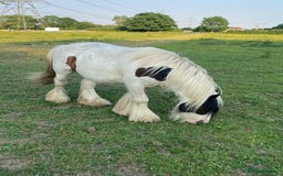 Other Breed horses for sale: Mini Cob - Image 3