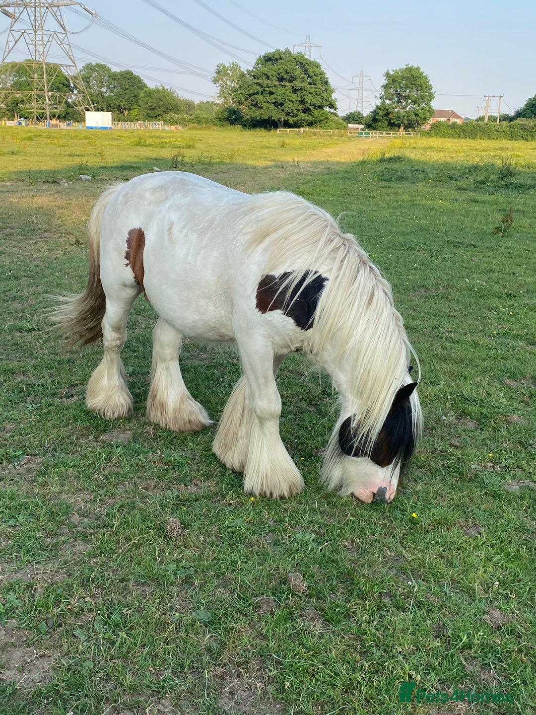 Other Breed horses for sale: Mini Cob - Image 3