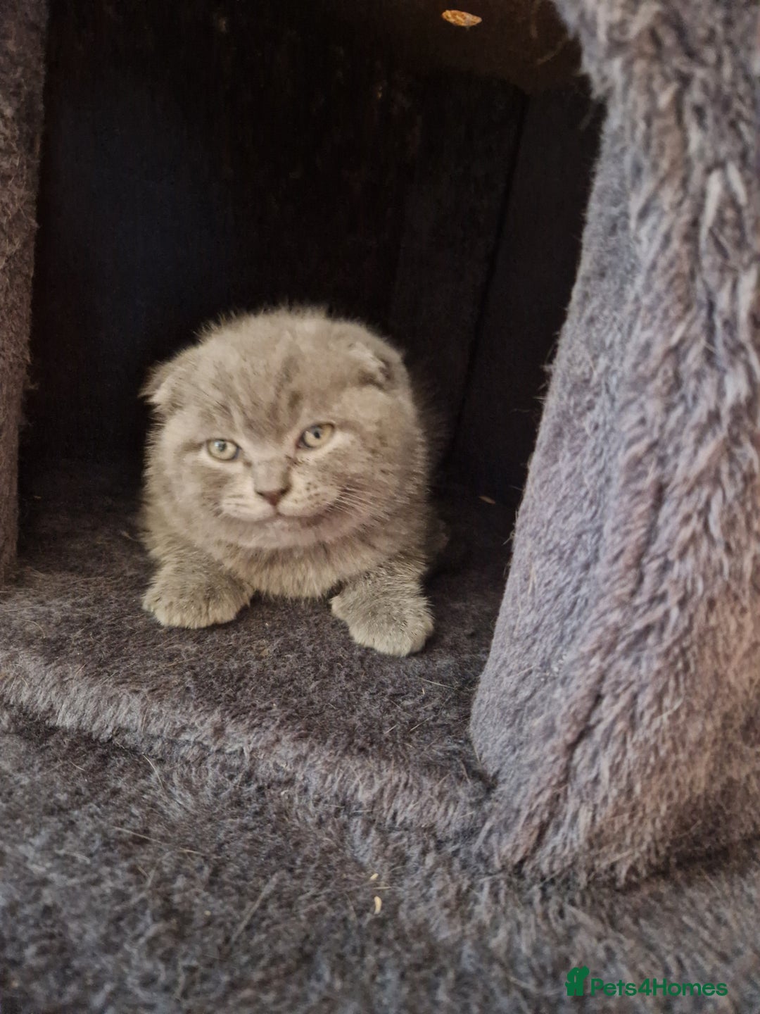 British Shorthair cats for sale: Last Scottish blue fold boy - Advert 17