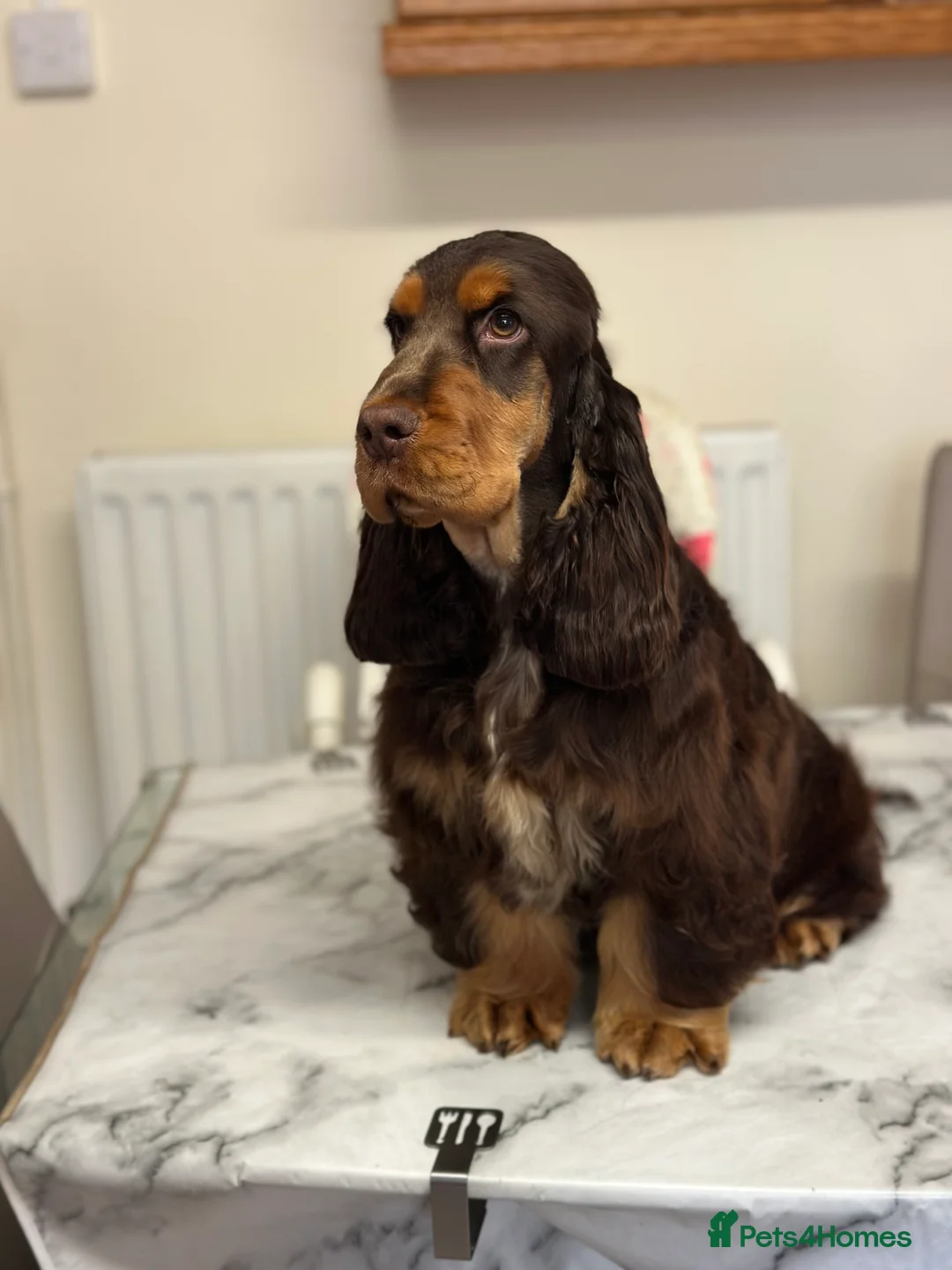Cocker Spaniel dogs for sale: 6 month old chocolate and tan girl - Advert 2