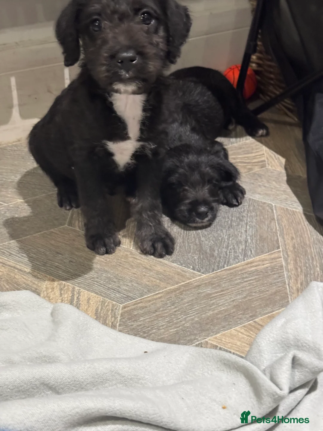Bedlington Terrier dogs for sale: F1 bedlington whippet puppies available  - Advert 8