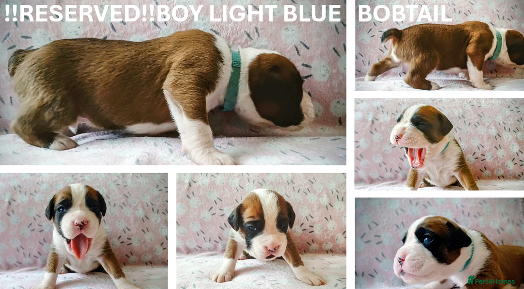 Boxer dogs for sale: 9 Boxer Puppies mix of bob&long tail ready 22 Jan - Advert 10