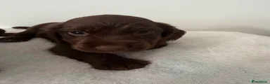 Cocker Spaniel 2