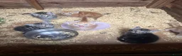 Mixed Breed cats for sale: 6 fluffy frendly kittens 2 rare female gingers  - Advert 5