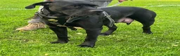 Cane Corso dogs for sale: X4 female cane corso  - Advert 6