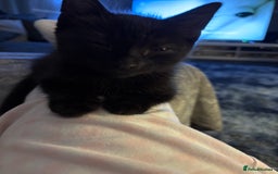 Mixed Breed cats for sale: FUR BABIES READY FOR THERE FOREVER HOMES  - Image 5