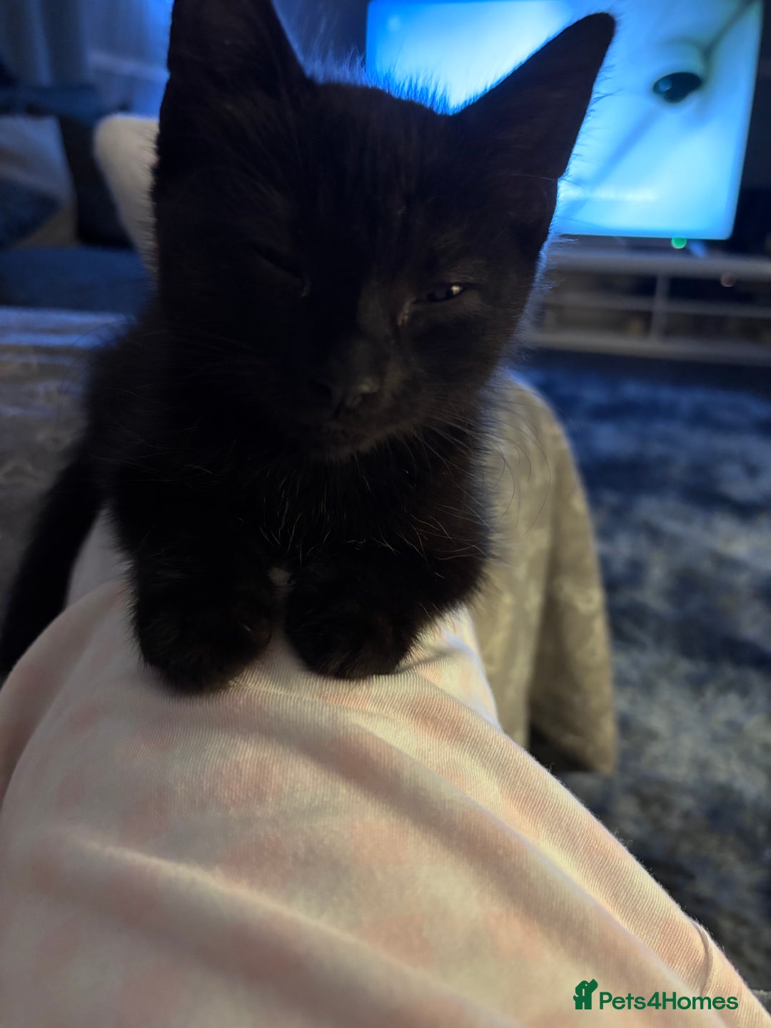 Mixed Breed cats for sale: FUR BABIES READY FOR THERE FOREVER HOMES  - Image 5