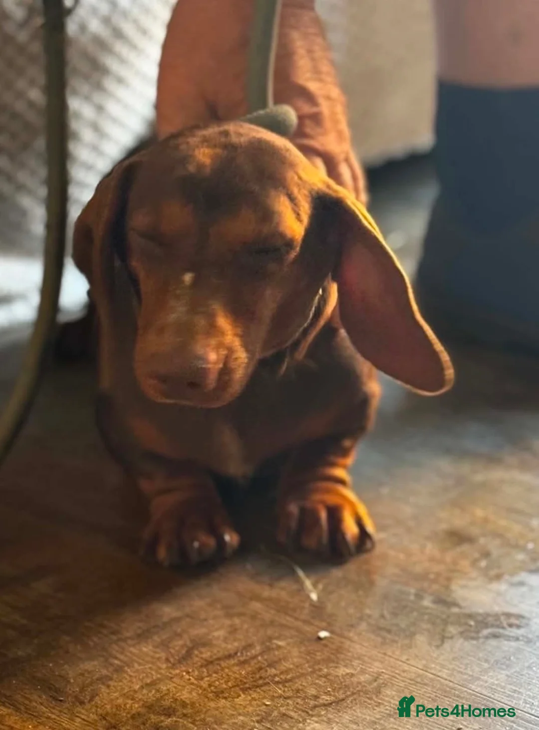 Miniature Dachshund dogs for sale: Miniature dachshund  - Advert 2