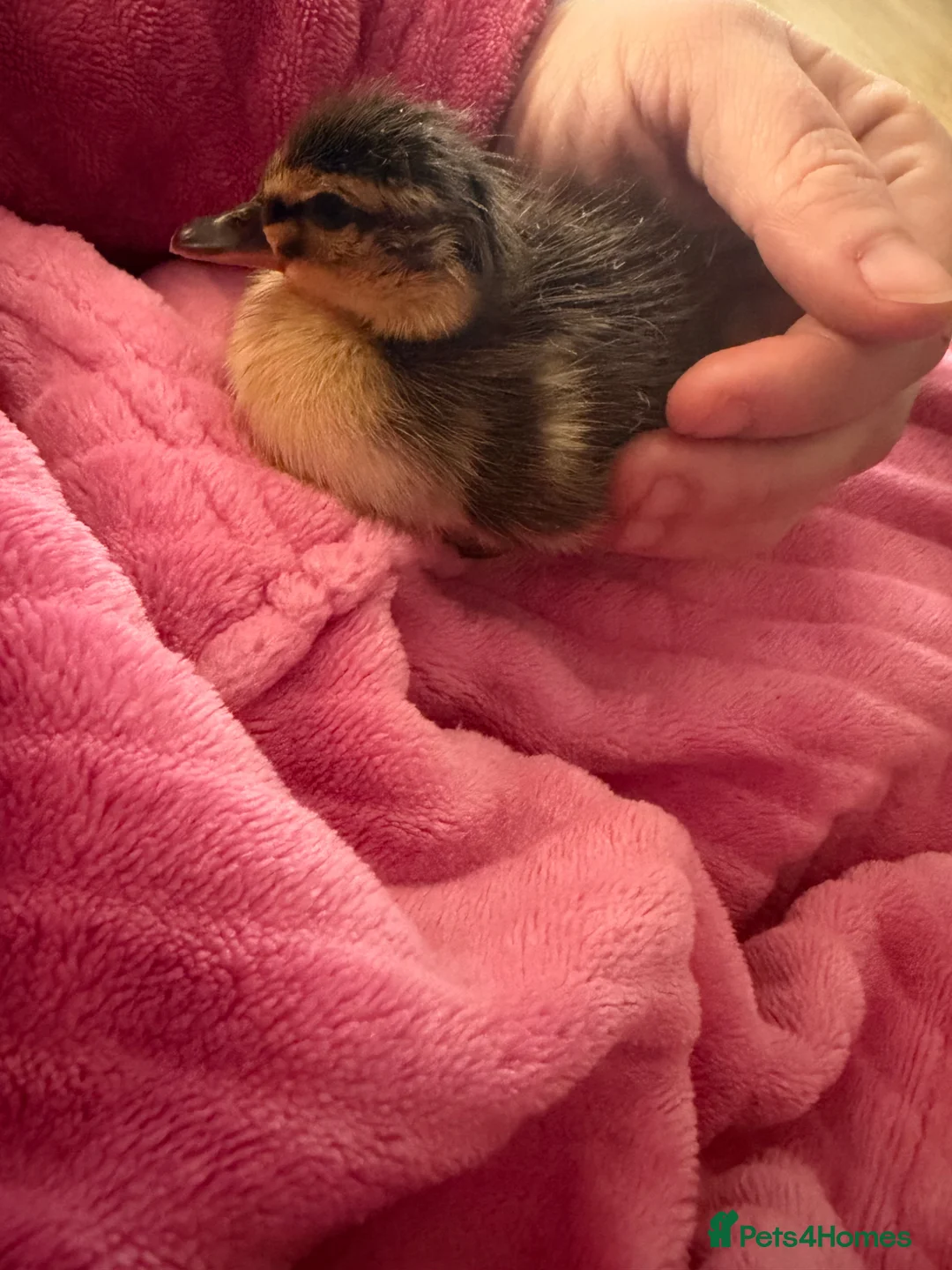 Ducks poultry for sale: One Indian runner duckling - Advert 3