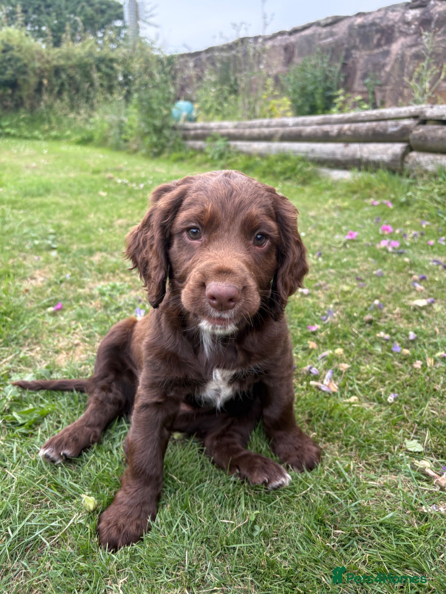 Cocker Spaniel dogs Cute cocker spaniel babies  - Advert 4