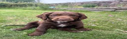 Cocker Spaniel dogs for sale: Cute cocker spaniel babies  in Newport - Advert 1