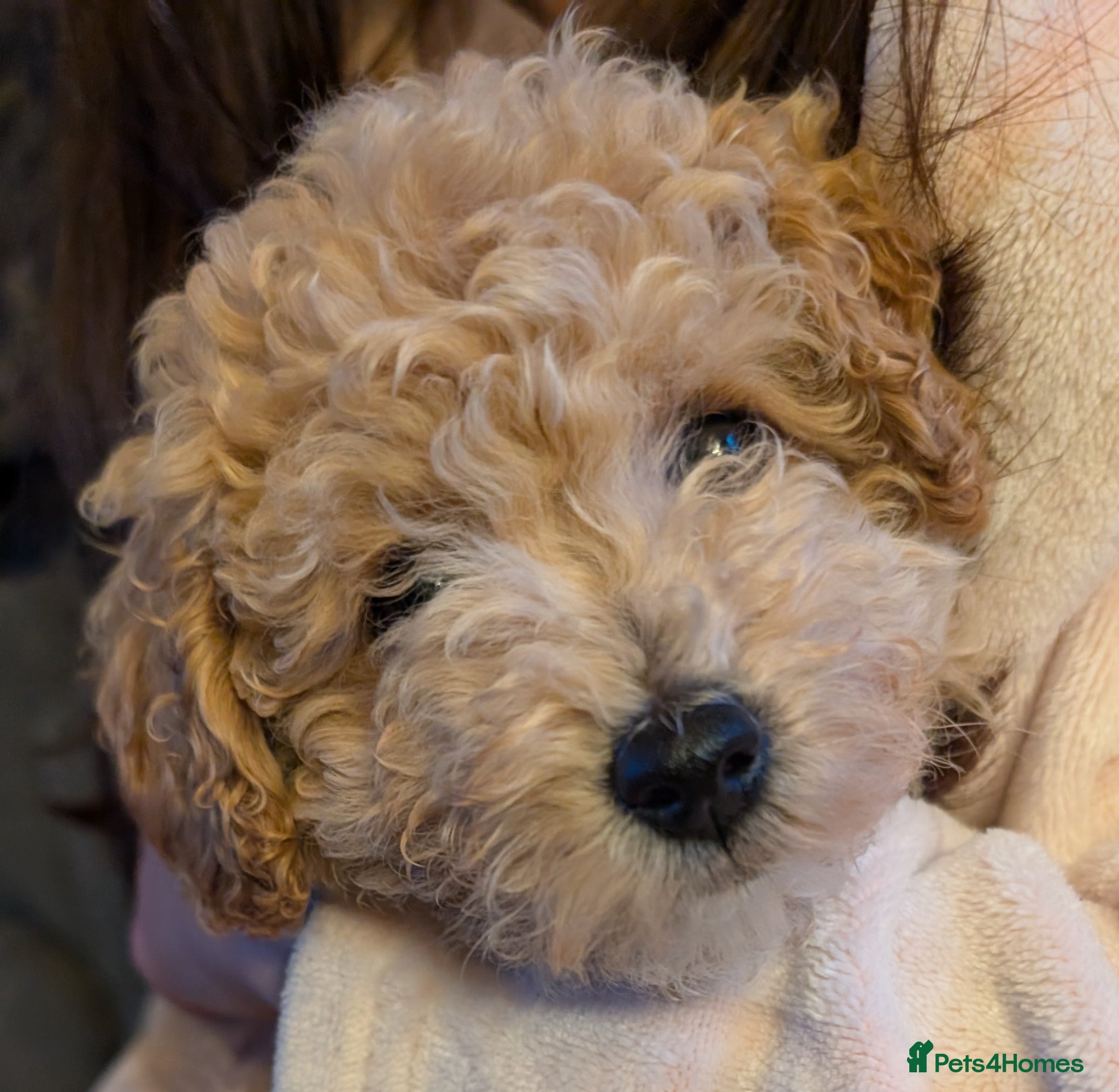 Poochon dogs Beautiful poochon puppies  - Advert 10