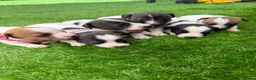 Jack Russell dogs for sale: Adorable jack Russell puppies  - Advert 3