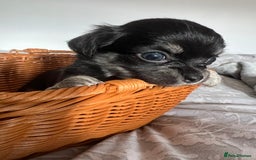Chihuahua dogs for sale: Beautiful boy long hair Chihuahuas for sale  - Image 9