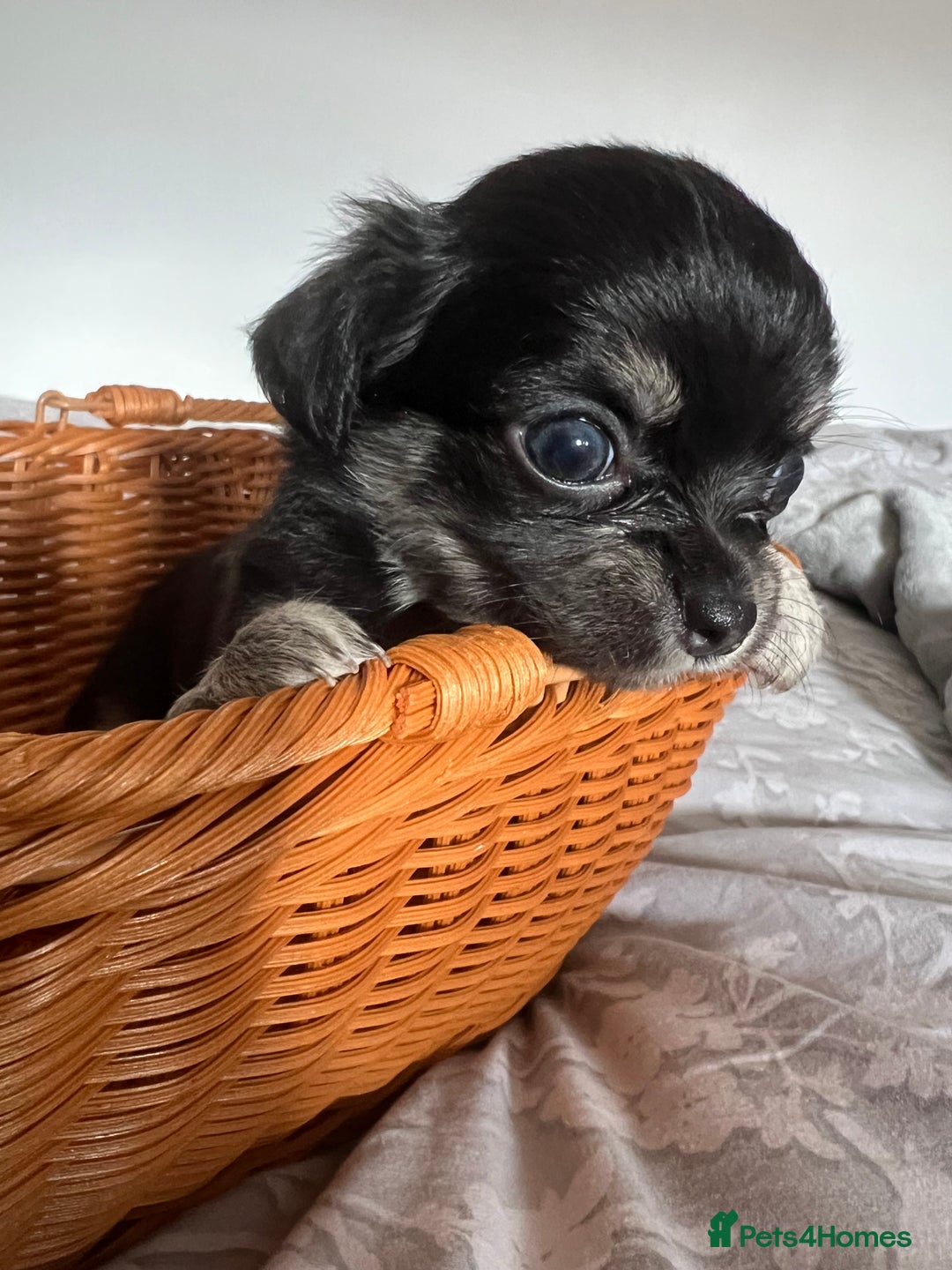 Chihuahua dogs for sale: Beautiful boy long hair Chihuahuas for sale  - Image 9